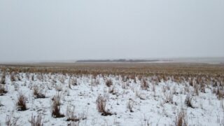 Can you spot the 550 sheep in this photo?