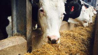 Beef kill back 76,576 head – Weekly throughput above 32,000