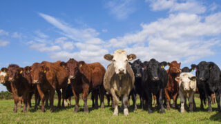 France confirms case of of BSE in 5-year-old cow