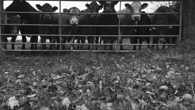 Cattle, monaghan,