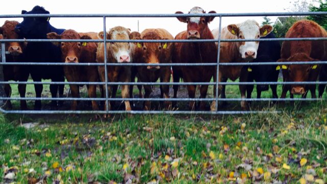 organic farming scheme cattle