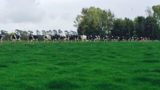‘Dairy price recovery is two steps forward, one step back’
