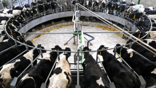 Another EU dairy package ‘will not improve the critical situation facing farmers’