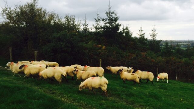 Factories (hogget)