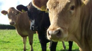 China is to build a cloning factory to produce 1m beef cattle