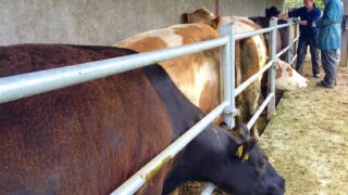 Bluetongue spreads to two other EU countries