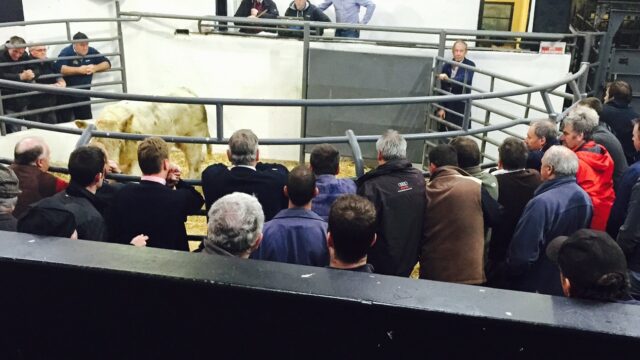 risk kanturk mart auctions