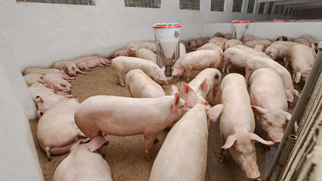 applications pork pig price undercutting