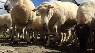 UK police use sheep line-up to reunite farmers with their flock!
