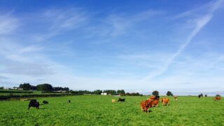 ‘Now is a good time to review parasite control in young stock’