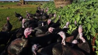 Video: Want a turkey reared on kale, cabbage and apples for Christmas?