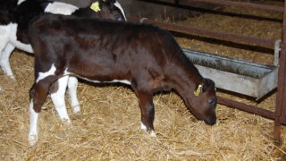 Treating scour in a newborn suckler or dairy calf