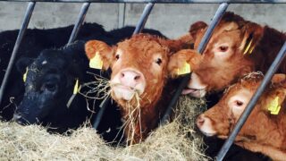 Calls for European Competition Commissioner to investigate ABP Slaney deal