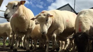 New Zealand lamb crop at its lowest in 60 years