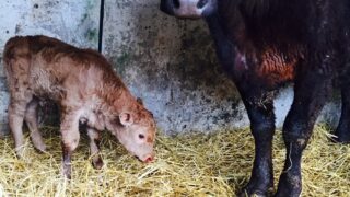 How to get good quality colostrum and how soon it should be fed