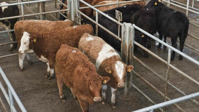 beef cattle weanlings factories export