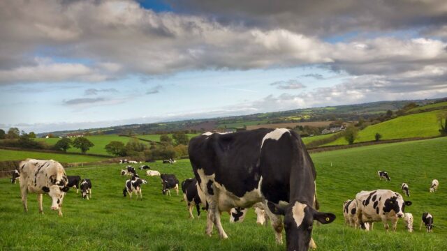 Milk production, gusts