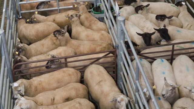 quality ewe lambs improved trade sheep marts lamb prices