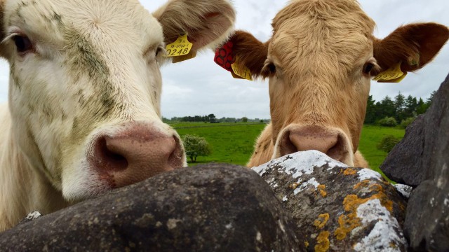 beef production