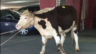 Tweets: Cow escapes abattoir – takes to the streets of New York