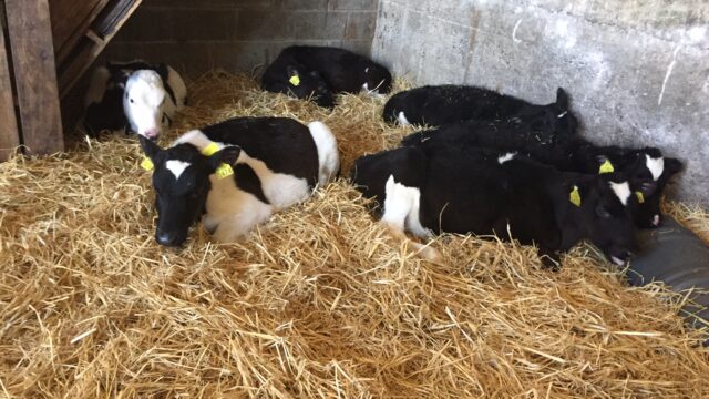 dairy calves CalfCare