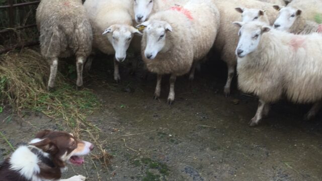 sheep