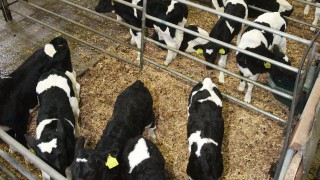 North’s farmers to receive EU aid to remove BVD-positive calves
