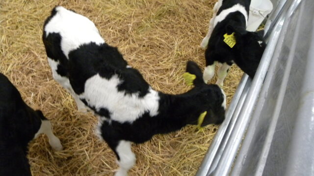 Calves, BVD,