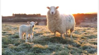 Pics: Lambing 2016 is well underway on farms across the country
