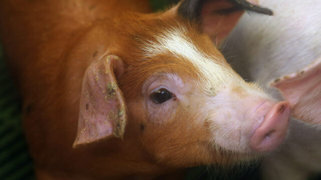 pig farming