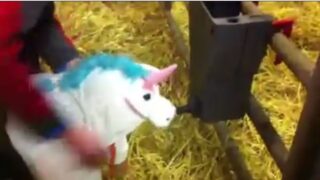 Video: This is a calving with a difference!