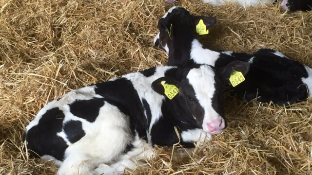 calving