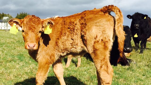 cattle tags, calves