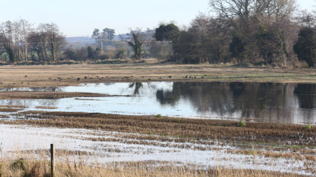 crops Flood