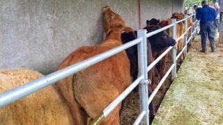 TB levels down on 2014 levels – here’s where has the worst herd incidence
