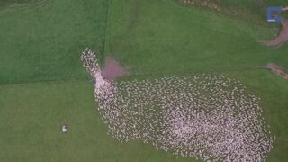 Video: Great footage of sheep herding in New Zealand