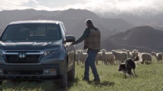 Video: Sheep take to the field for Honda’s Superbowl 50 ad