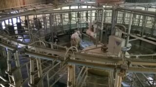 Firefighters rescue cow trapped in rotary milker