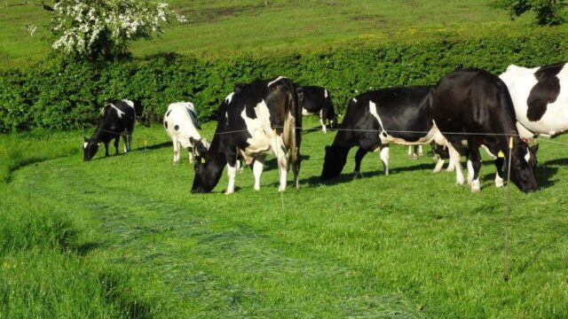 dairygold open day