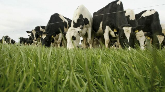 grazing O Cuiv, greenhouse gas, price, milk