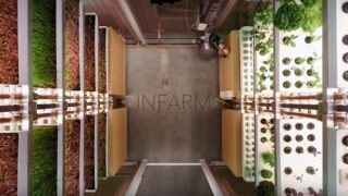 A supermarket is growing its own vegetables – in the aisle!