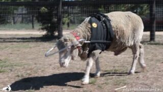 Video: Blind sheep fitted with halo to stop him from bumping into things