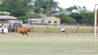 Video: Bull makes it way onto soccer pitch and charges player