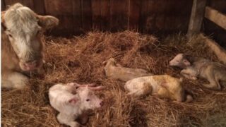 Fourth times a charm: Charolais cow gives birth to quadruplets