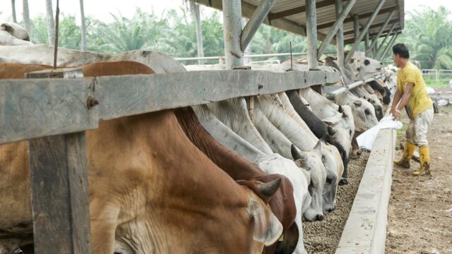 Brazil, beef