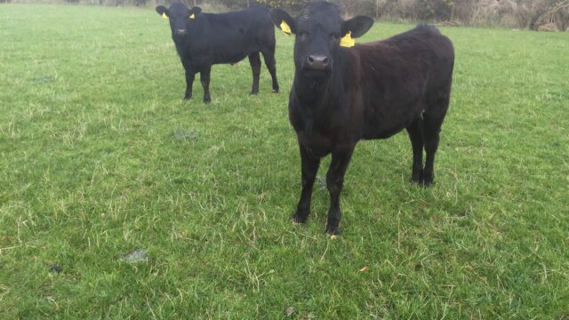 Irish heifers, heifer prices