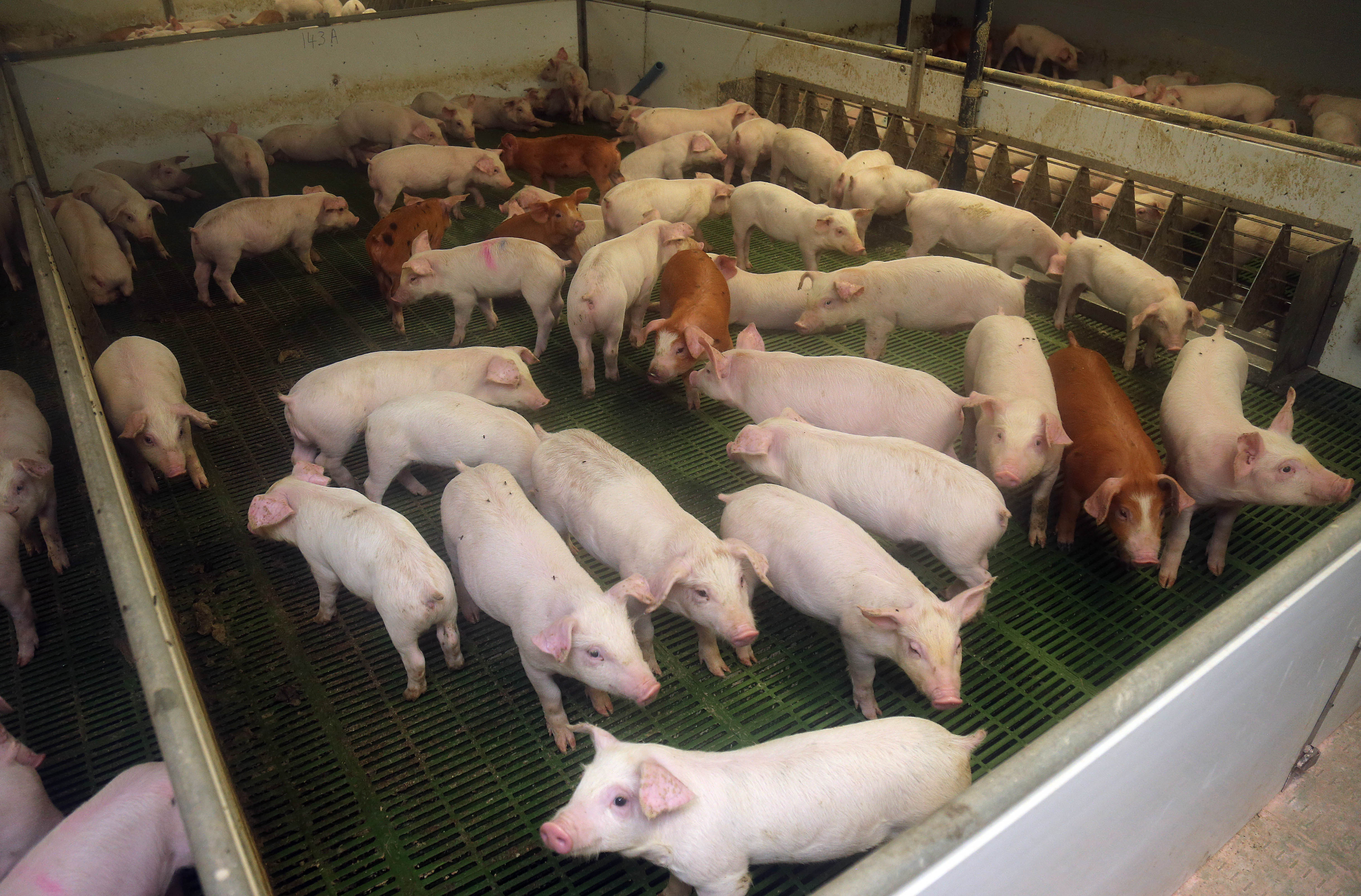 European pig prices down 7 as global factors rock the market