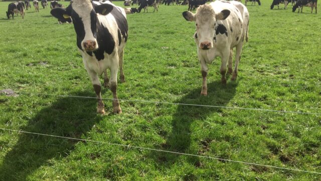 water troughs dairy, GDT, teat sealants, milk price Kerry