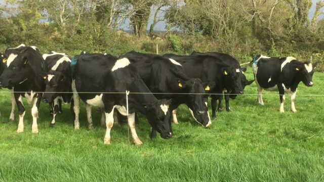 PPI dairy, milk production, ornua, superlevy, Irish milk, dairy, Aurivo