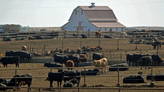 Australian, US Beef,